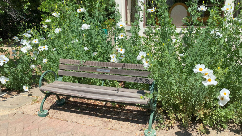 A rustic bench with large flowers around it.