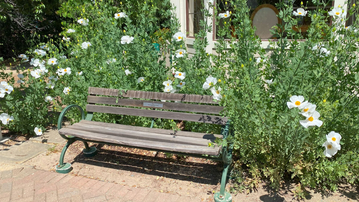 A rustic bench with large flowers around it.