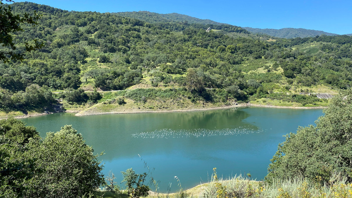 Guadalupe Reservoir is surrounded by forested hills at Almaden Quicksilver County Park. A flock of birds floats on the calm turquoise water under a clear blue sky, with green trees covering the sloping terrain in the background.