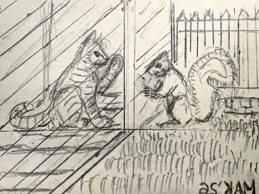 A pencil sketch depicting two ring-tailed animals (a cat and a squirrel) facing each other through a door frame. The cat on the left sits indoors, while the squirrel on the right crouches outside in the grass near a picket fence.