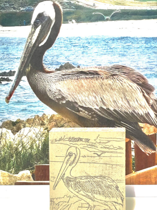 A reference photograph of a brown pelican standing by the ocean, positioned behind a linoleum block that features a pencil sketch of the bird.