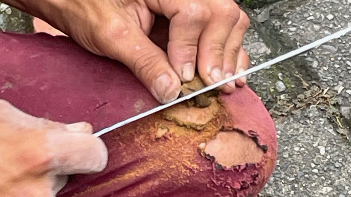 Make a turtle with a saw.