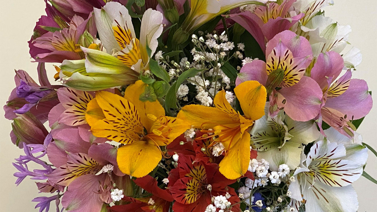A vibrant close-up of a floral arrangement featuring colorful Alstroemeria (Peruvian Lilies) in shades of yellow, pink, white, and red, mixed with small white Baby's Breath flowers.