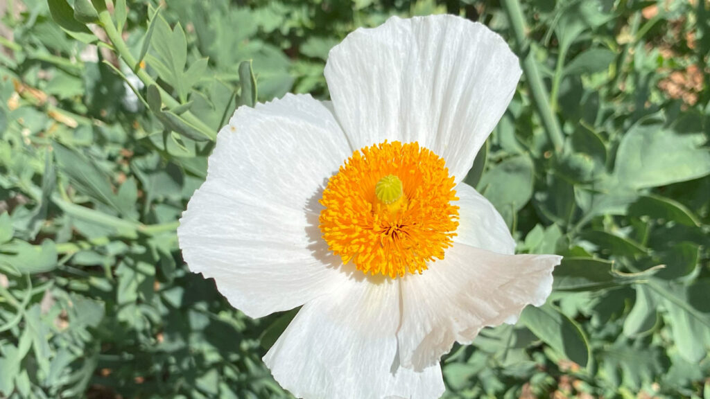 A large flower with white petals in the garden at Saratoga Blossom Festival